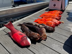 Fishing in Ventura, California