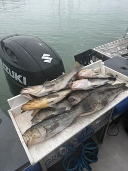 Fishing in Ventura, California