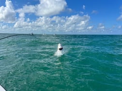 Fishing in Boca Grande, Florida