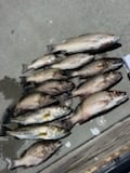 Fishing in Punta Gorda, Florida
