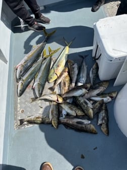 Fishing in Marina del Rey, California
