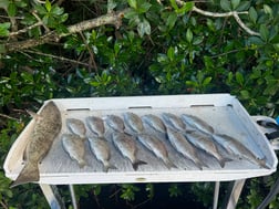 Fishing in St. Petersburg, Florida