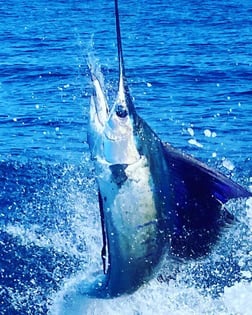 Yellowfin Tuna fishing in Quepos, Provincia de Puntarenas