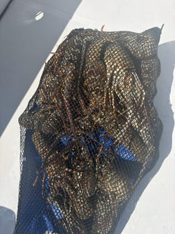 Fishing in Key West, Florida