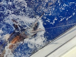 Fishing in Kailua-Kona, Hawaii