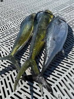 Fishing in Morehead City, North Carolina