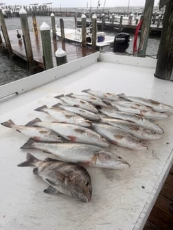 Fishing in Gulf Shores, Alabama