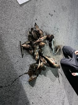 Fishing in Weston, Florida