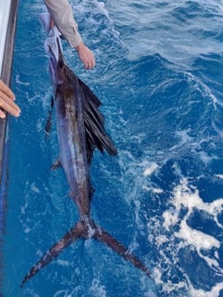 Sailfish Fishing in Pompano Beach, Florida