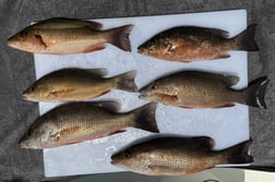 Fishing in St. Petersburg, Florida