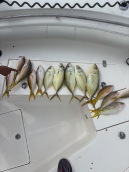 Fishing in Key Largo, Florida