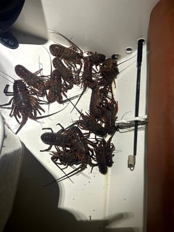 Fishing in Long Beach, California