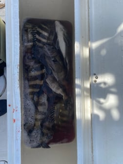 Fishing in Gulf Breeze, Florida