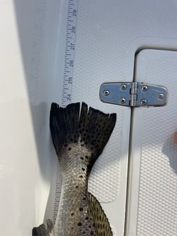 Speckled Trout fishing in