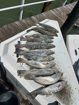 Fishing in Marco Island, Florida