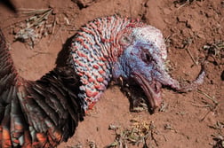 Hunting in Abilene, Texas