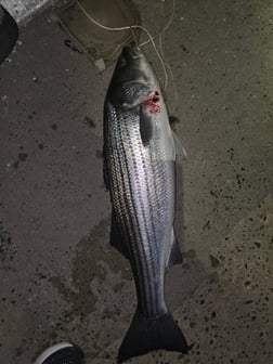 Fishing in Stone Harbor, New Jersey