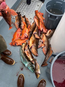 Fishing in Marina del Rey, California