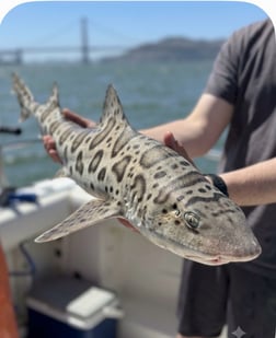 Fishing in San Francisco, California