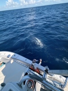 Fishing in Marathon, Florida