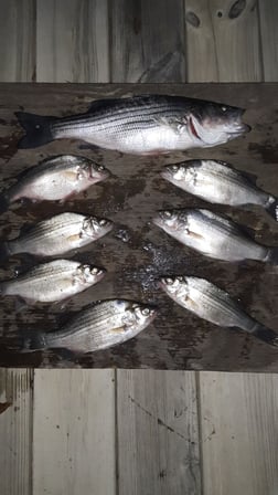 Crappie, Striped Bass Fishing in Holmes Beach, Florida
