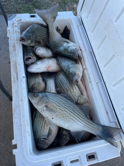 Fishing in Abilene, Texas