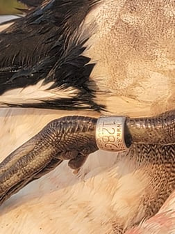 Hunting in South Padre Island, Texas