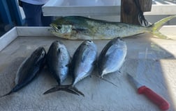 Fishing in Tavernier, Florida