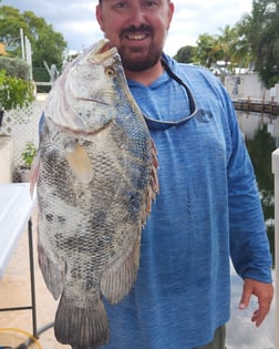 Tripletail fishing in Islamorada, Florida