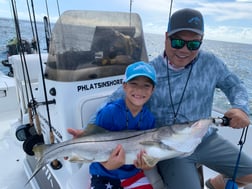 Snook fishing in