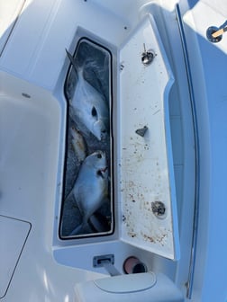 Fishing in Key Largo, Florida