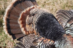 Hunting in Abilene, Texas