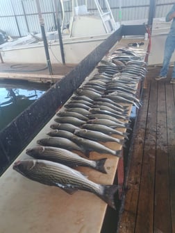 Fishing in Kingston, Oklahoma