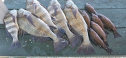 Fishing in Naples, Florida