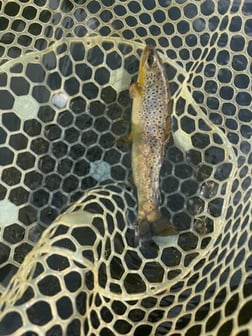 Fishing in Buffalo Valley, Tennessee