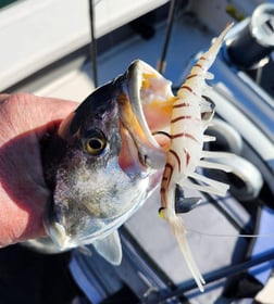 Striped Bass Fishing in Trails End Road, Wilmington, N, North Carolina