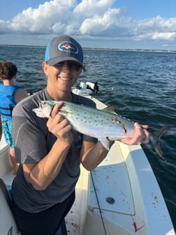 False Albacore Fishing in Beaufort, North Carolina
