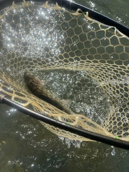 Fishing in Broken Bow, Oklahoma