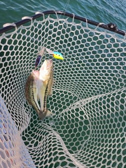 Fishing in Stokesdale, North Carolina