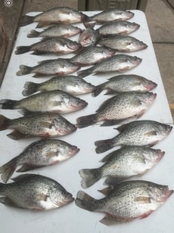 Fishing in Willis, Texas