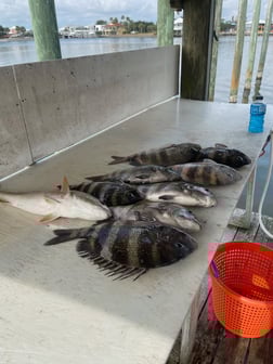 Fishing in Orange Beach, Alabama