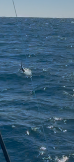 Fishing in Riviera Beach, Florida