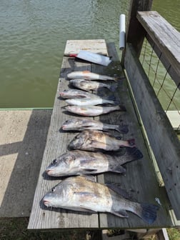 Fishing in Freeport, Texas