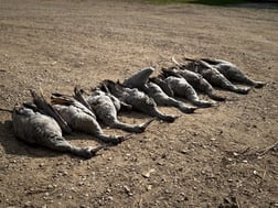 Hunting in Garwood, Texas