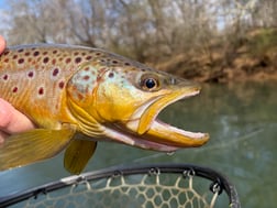 Fishing in Roswell, Georgia