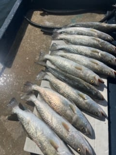 Fishing in Tarpon Springs, Florida