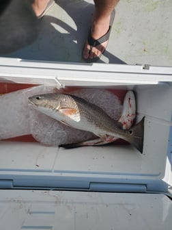 Fishing in Galveston, Texas