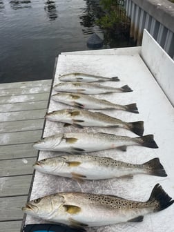 Fishing in Ruskin, Florida