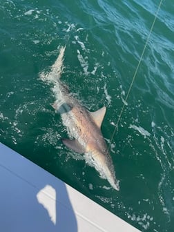Fishing in Holmes Beach, Florida