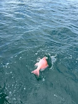 Fishing in Port Orange, Florida